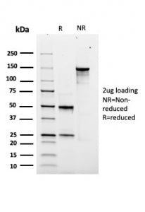 SDS-PAGE analysis of purified, BSA-free recombinant SOX9 antibody (clone rSOX9/2288) as confirmation