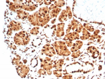 IHC staining of FFPE human salivary gland tissue with Heat shock 70 kDa protein 1B antibody (clone H