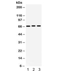 KCNA5 Antibody / Kv1.5