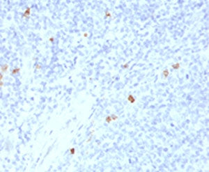 IHC testing of human tonsil with IgG4 antibody (clone IHCG4-1). Staining of FFPE tissue is enhanced 