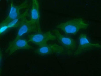Immunofluorescent staining of FFPE human U-2 OS cells with AKR1D1 antibody (green) and DAPI nuclear 