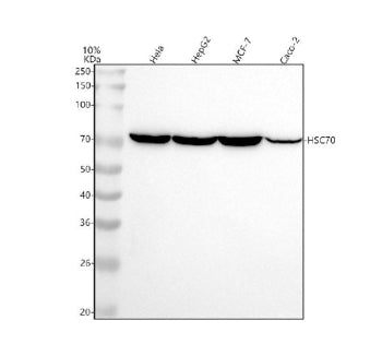 Western blot analysis of Hsp70 using anti-Hsp70 antibody. Lane 1: human Hela whole cell lysates, Lan
