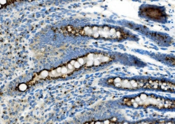 IHC staining of FFPE rat intestine with Golph2 antibody. HIER: boil tissue sections in pH8 EDTA for 