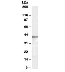 Western blot testing of human brain lysate with beta-Arrestin 2 antibody at 0.3ug/ml. Predicted mole