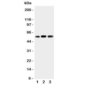 KIN17 Antibody