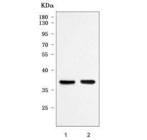 mPR delta Antibody / PAQR6