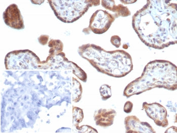 FGF2 Antibody / Fibroblast growth factor 2