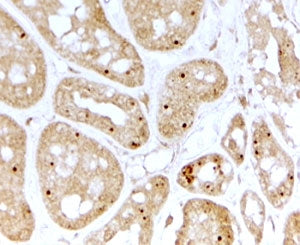 IHC testing of FFPE human kidney with NOLC1 antibody at 2ug/ml. HIER: steamed with pH6 citrate buffe