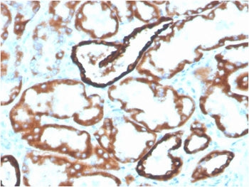 IHC testing of FFPE human kidney with biotinylated CDH16 antibody. HIER: boil tissue sections in pH 