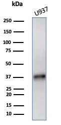 Western blot testing of human U937 cell lysate with LAMP5 antibody (clone LAMP5/7642). Predicted mol