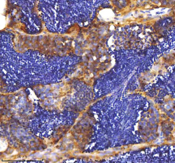 IHC staining of zebrafish Mpeg1 protein using Zebrafish Mpeg1 antibody, HRP-labeled secondary and DA