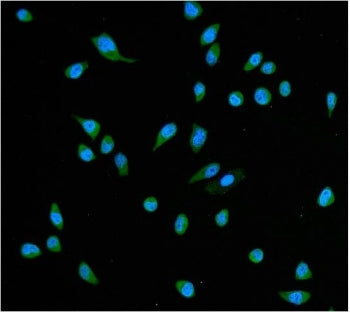 Hsc70 Antibody