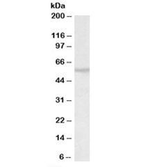 Western blot testing of mouse testis lysate with TRIM69 antibody at 0.5ug/ml. Predicted/observed mol