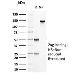 SDS-PAGE analysis of purified, BSA-free CD16 antibody (clone ICO-116) as confirmation of integrity a