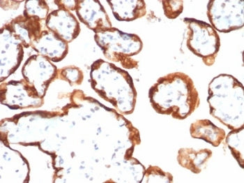 IHC staining of FFPE human placental tissue with HCG-alpha antibody (clone hCGa/7138). HIER: boil ti