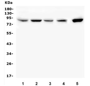 Western blot testing of 1) rat testis, 2) rat pancreas, 3) rat stomach, 4) mouse testis and 5) mouse