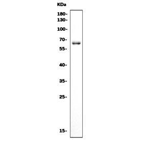 Crmp4 Antibody / Dpysl3 / Drp-3