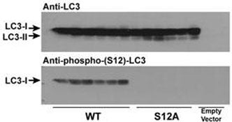 Wild type LC3 and LC3 S12A mutant vectors were transfected into CHO cells and tested with phospho-LC