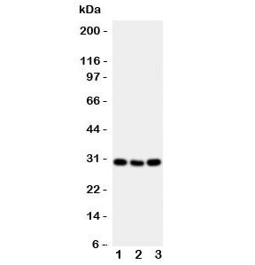 OX40 Antibody / CD134
