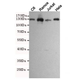 JAK1 Antibody