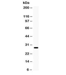 Aquaporin 0 Antibody