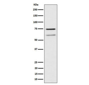 Western blot testing of human Raji cell lysate with WDR1 antibody. Predicted molecular weight: ~66 k