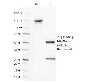 Semaphorin-4D Antibody / SEMA4D