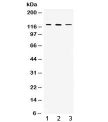 CIITA Antibody