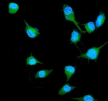 RALB Antibody