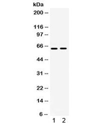 LOXL1 Antibody