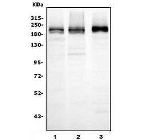 Western blot testing of human 1) HEK293, 2) Jurkat and 3) K562 cell lysate with UBR2 antibody. Predi