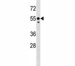 Src Antibody