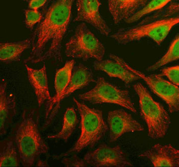 Immunofluorescent staining of PRDM6 using anti-PRDM6 antibody (green) and anti-Beta Tubulin antibody