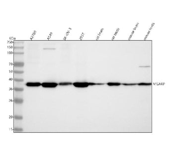 Western blot analysis of C4orf49/MGARP using anti-MGARP antibody. Lane 1: human whole cell lysates, 