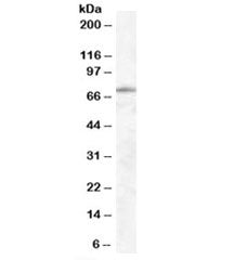EXOC7 Antibody