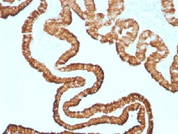 IHC testing of FFPE human oviduct with recombinant Cytokeratin 7 antibody (clone KRT7/1499R). Requir