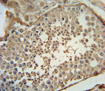 IHC testing of FFPE human testis tissue with ADCYAP1 antibody. HIER: steam section in pH6 citrate bu