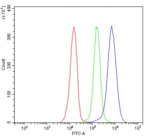 Flow cytometry testing of human JK-1 cells with HS2ST1 antibody at 1ug/million cells (blocked with g