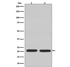 Western blot testing of 1) rat C6 and 2) human Jurkat cell lysate with NRAS antibody. Predicted mole