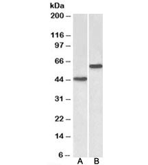 LYVE1 Antibody