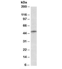Western blot testing of K562 lysate with TRIM35 antibody at 1ug/ml. Predicted molecular weight: ~56k