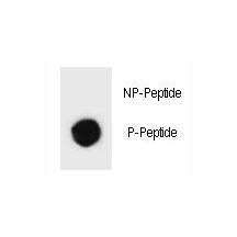 Dot blot analysis of phospho-TSC1 antibody. 50ng of phos-peptide or nonphos-peptide per dot were spo