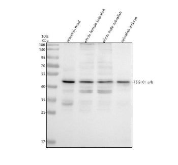 Western blot analysis of TSG101a/b protein using Zebrafish Tsg101 antibody and 1) zebrafish head, 2)