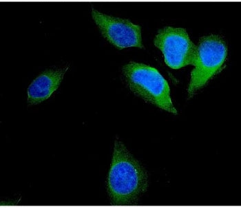 Immunofluorescent staining of FFPE human U-2 OS cells with FHIT antibody (green) and DAPI nuclear st