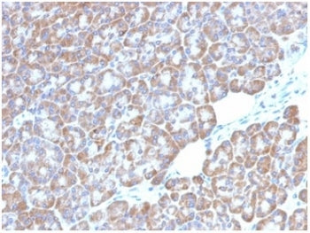 IHC staining of FFPE human pancreatic tissue with LMO2 antibody (clone LMO2/1972). HIER: boil tissue