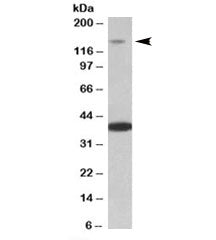 Western blot testing of mouse heart lysate with Irs4 antibody at 0.2ug/ml. The expected ~150kDa band
