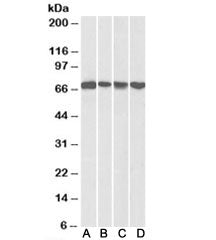 DDX5 Antibody