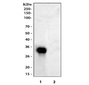 IGFBP1 Antibody