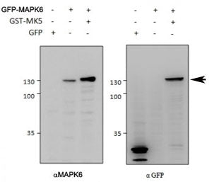 Western blot of HEK293 lysate overexpressing mouse MAPK6-GFP tested with MAPK6 antibody (0.5ug/ml) i