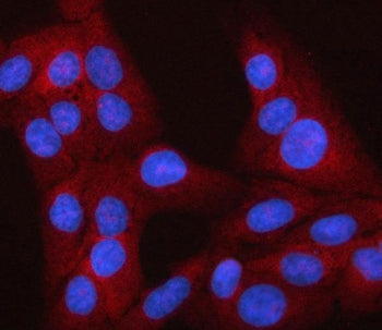 Immunofluorescent staining of FFPE human U-2 OS cells with LEKR1 antibody (red) and DAPI nuclear sta